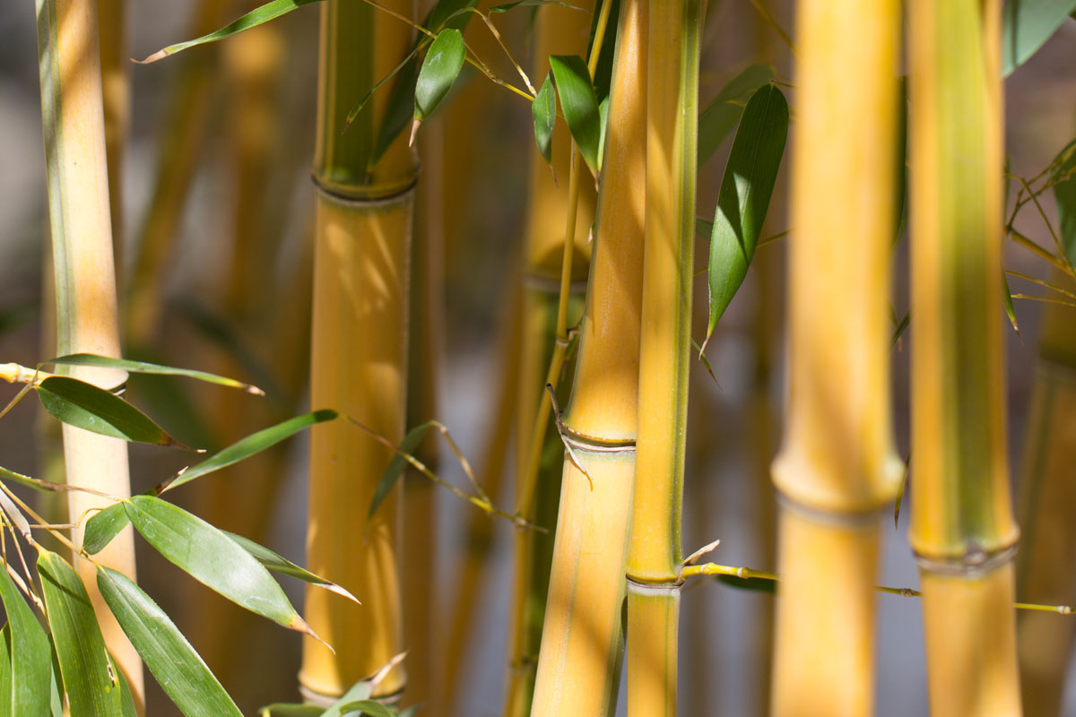 Elysian Spa and Salon Niagara Falls Ontario